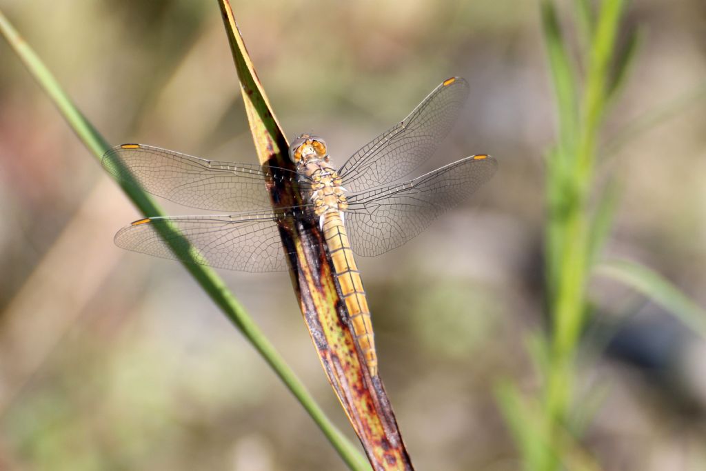 Anche questo  un Orthetrum brunneum immaturo? S